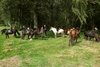 Reitergruppe bei der Pause am Waldrand