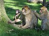 Affenwald im rheinenser Zoo