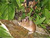 Maus mit Pistazien-Schale im Gartenbeet