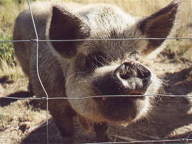 Schwein auf Old Mac Donalds Farm