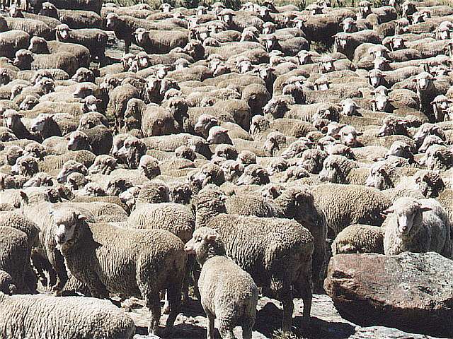 Schafe ohne Ende
