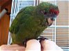 Kakariki im Kiwi+Bird Park
