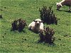 Schaf auf Weg zum Lover's Leap