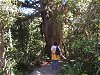 Big Tree im Peel Forest