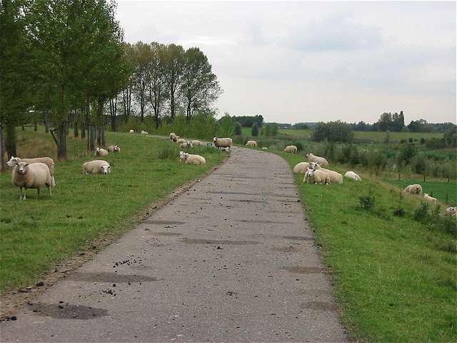 Schafe auf dem Damm