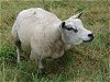 forderndes Schaf