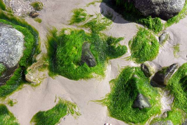 Blick auf Gras und Steine am Strand