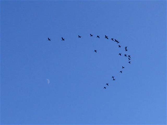 irgendwelche fliegenden Tiere mit lange Hlsen vor dem Mond