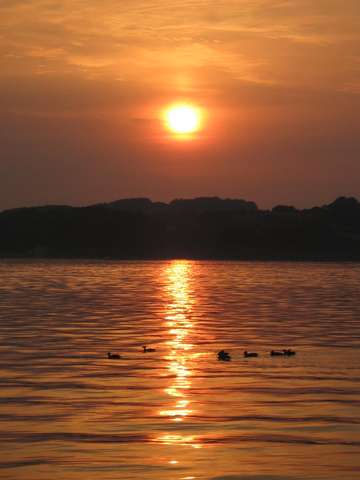 Sonnenuntergang mit Enten