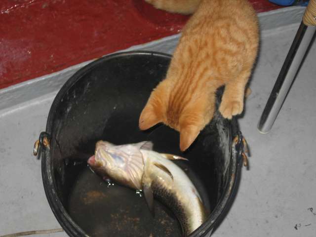 Katze am Eimer mit dem Fisch