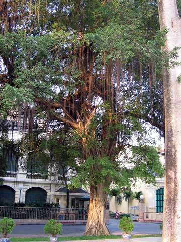 Baum im Idira Ghandi Park