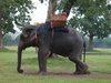 Reitelefant in Wartestellung