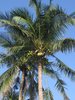 Palme mit Kokosnssen