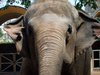 Elefant im Zoo von Saigon