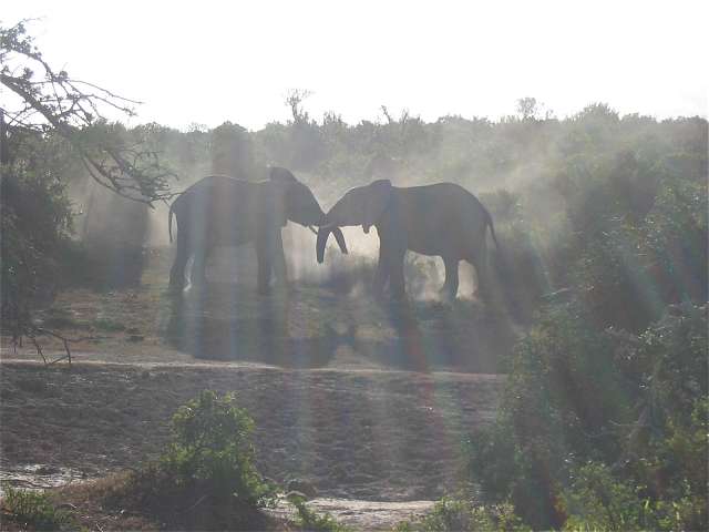 Elefanten-Rangelei
