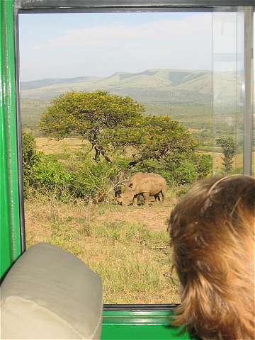 Nashorn, aus dem Fenster beobachtet