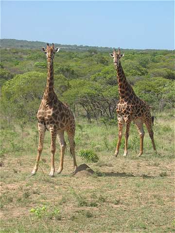 Zwei Giraffen beobachten uns