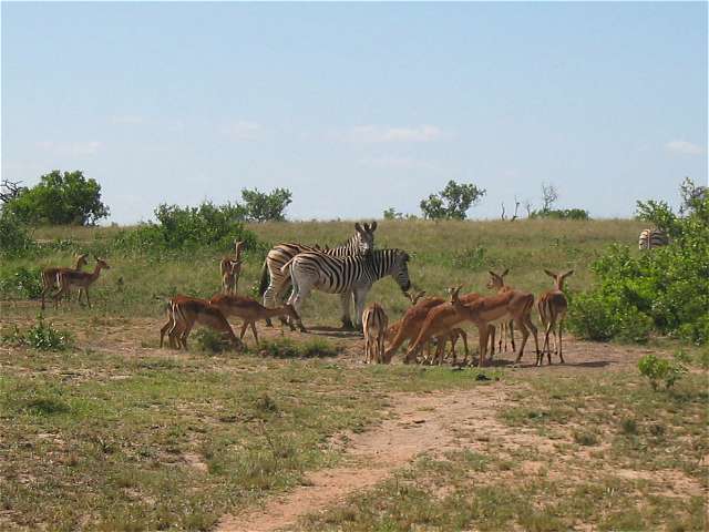 Zebras und Impalas am Wasserloch