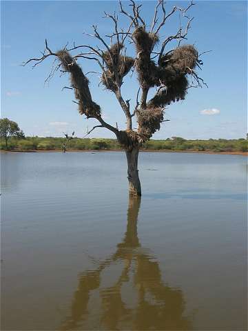 Baum im See
