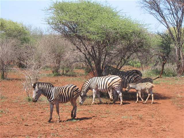 Zebragruppe zwischen Bumen