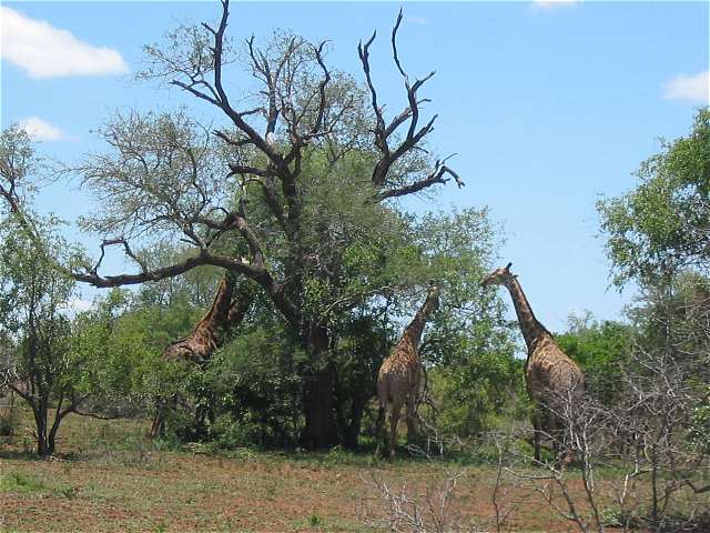 Giraffen am Baum