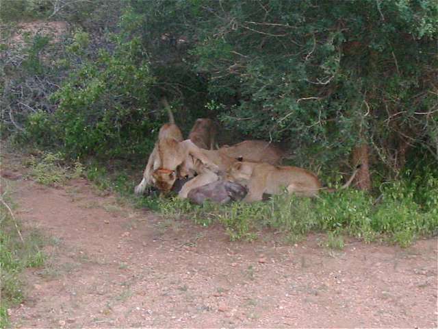 Lwengruppe beim Verzehr des Warzenschweins