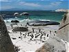 Jackass-Pinguine an Boulders Bay