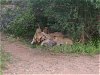 Lwengruppe beim Verzehr des Warzenschweins