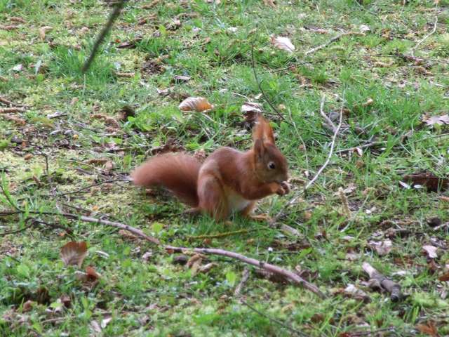 Eichhörnchen im Park