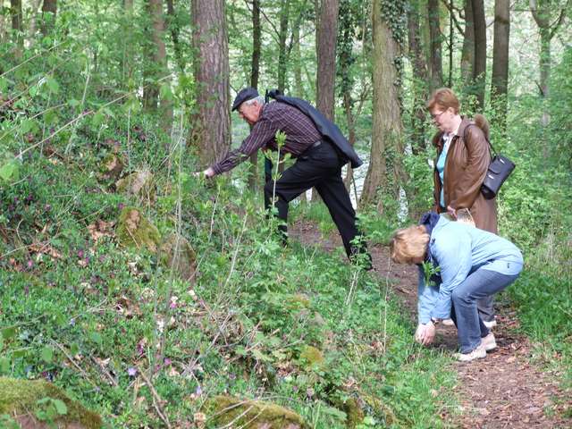 Horst, Anke und Helga durchsuchen den Wald nach Immergrün
