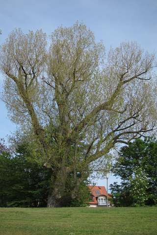 Großer Baum im Park von Bad Kissingen