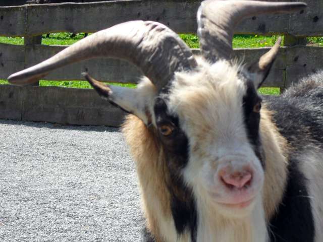 Ziegenbock im Wildpark