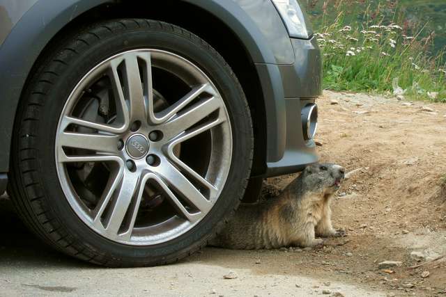 Murmeltier am Parkplatz