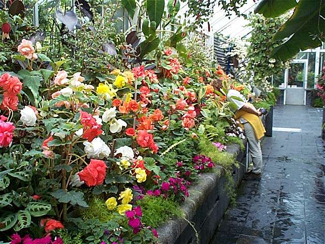 Anke in den Blumen